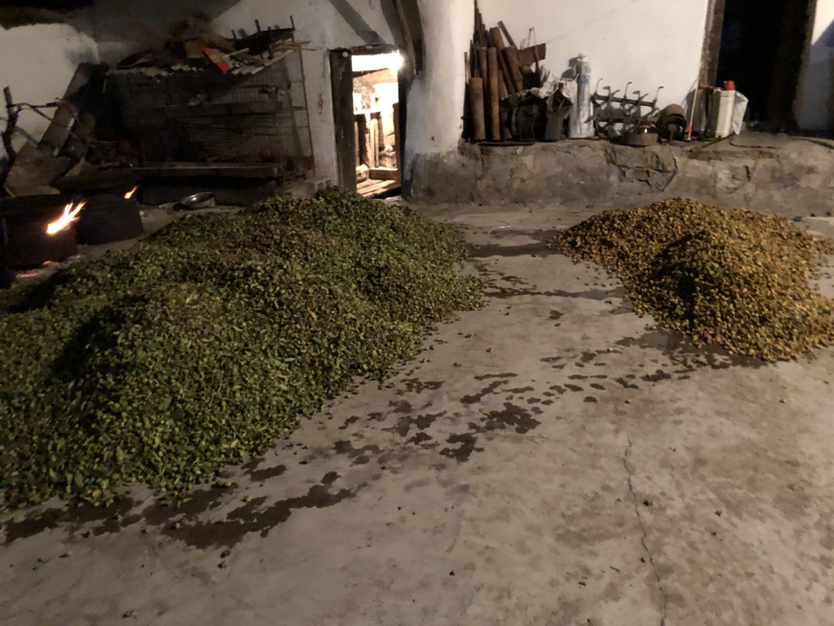 手工晾晒八角场景，展现传统工艺