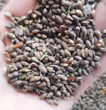 黄柏黄菠萝种子纯度高质量好源自长白山道地好药材