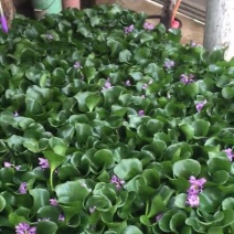 凤眼蓝，水葫芦，水仙花