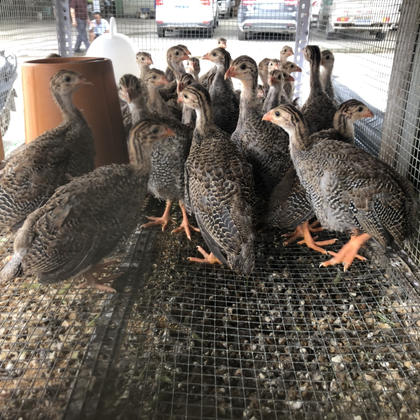 贵妃鸡苗 珍珠鸡苗 良凤花  清远麻 黄土四珍珠鸡苗 批发打好马立克