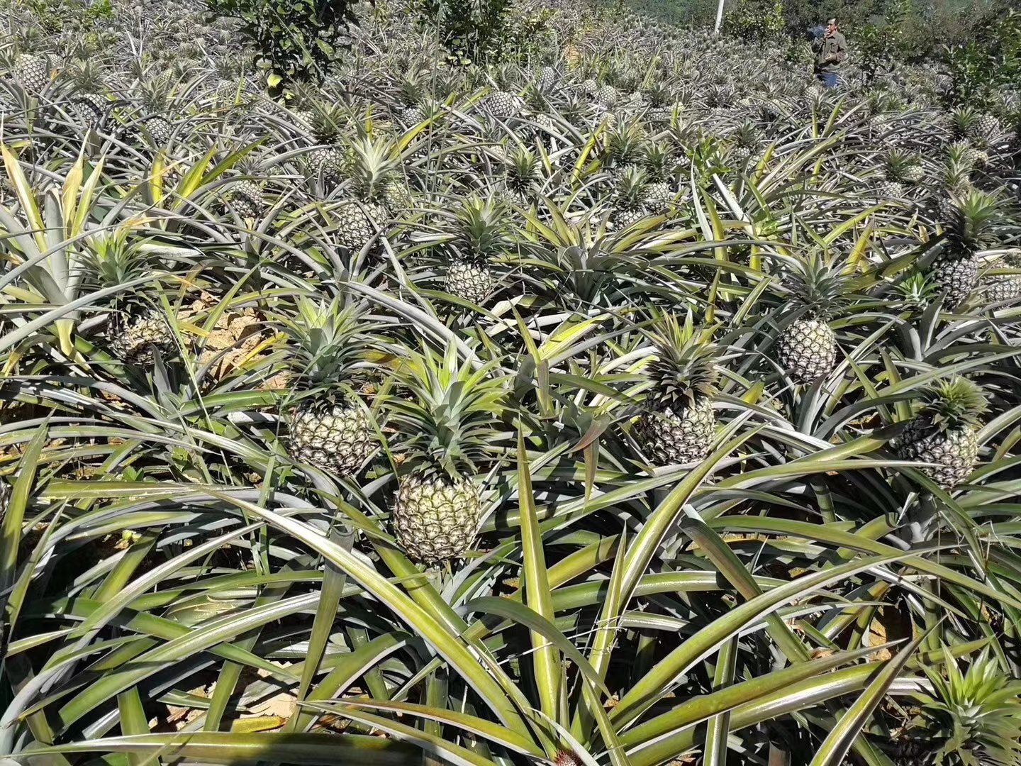 神湾菠萝果园实景图