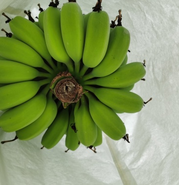 苹果粉香蕉,珠江三角洲好货