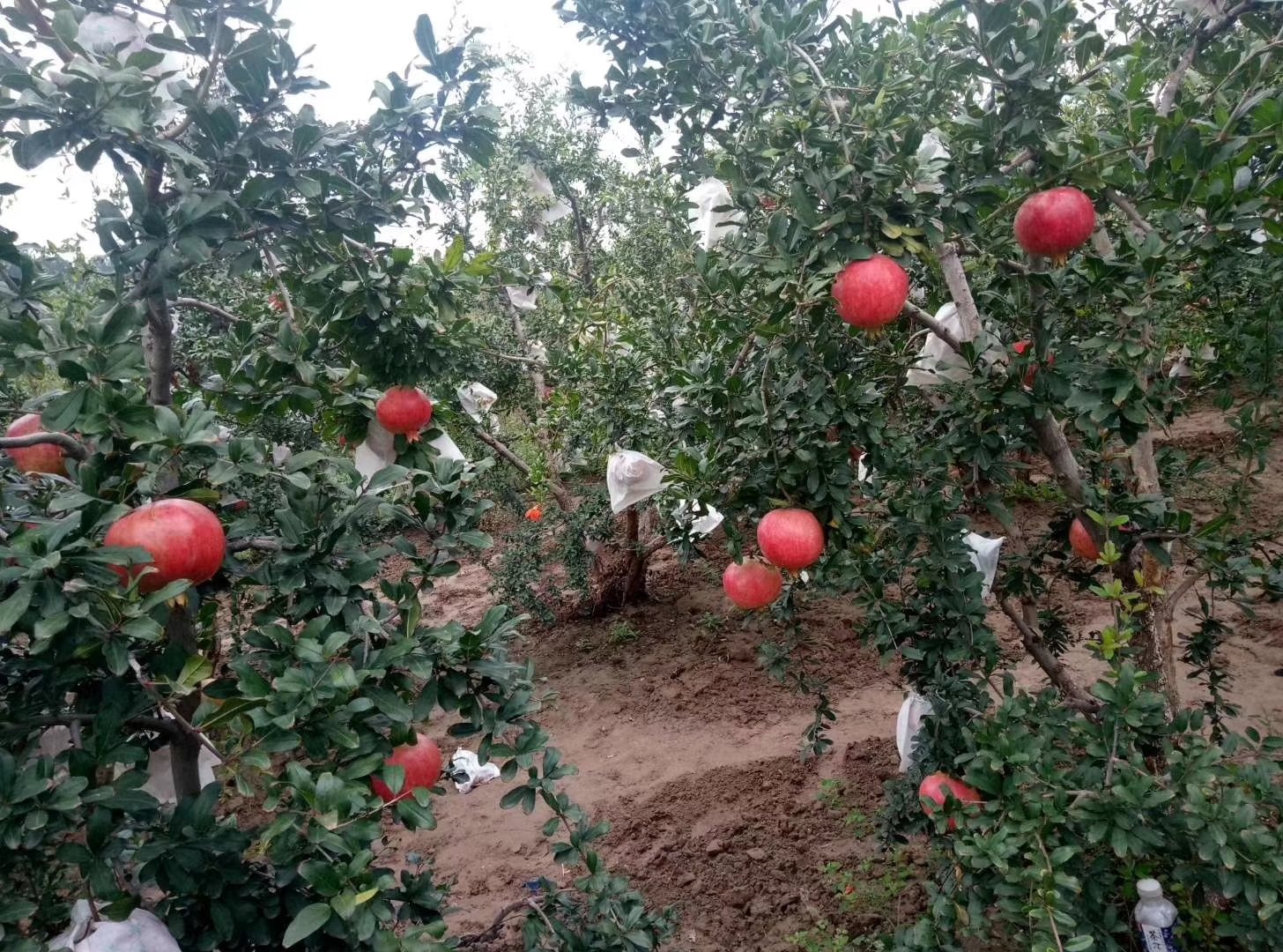 软籽石榴产业链场景：现代化果园中果农手持剪刀采摘枝头红艳石榴，背景可见滴灌管道与防鸟网，阳光透过叶片洒在果实上