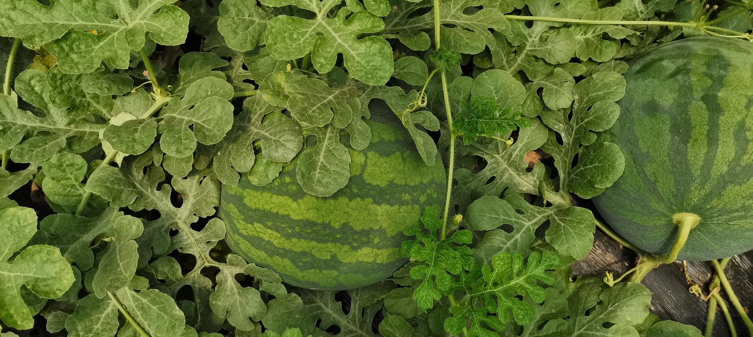 农户在现代化西瓜大棚中采摘成熟无籽西瓜，手捧两个墨绿条纹分明的圆形西瓜，表皮光滑泛蜡质光泽，藤蔓粗壮叶片浓绿，棚内悬挂温湿度监测仪，体现标准化种植场景