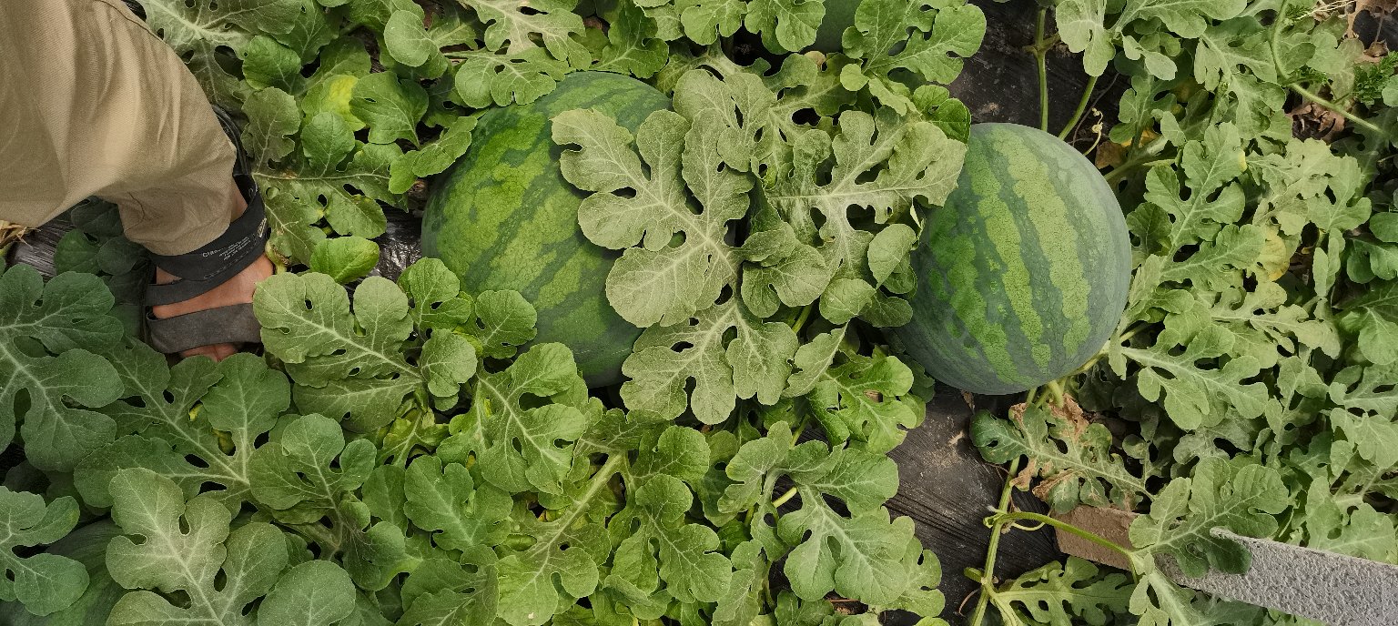 一片绿油油的无籽美都西瓜田,瓜藤下结满大小一致的西瓜,阳光照射下显得格外饱满诱人 无籽美都西瓜果园实景图