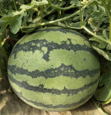 夏县新鲜84美都西瓜夏宝夏乐西瓜基地保质量整车发货