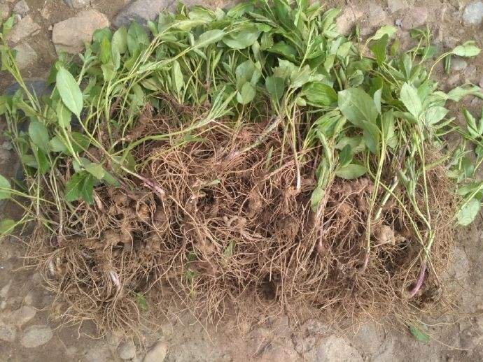 鱼腥草根质量检测实验室