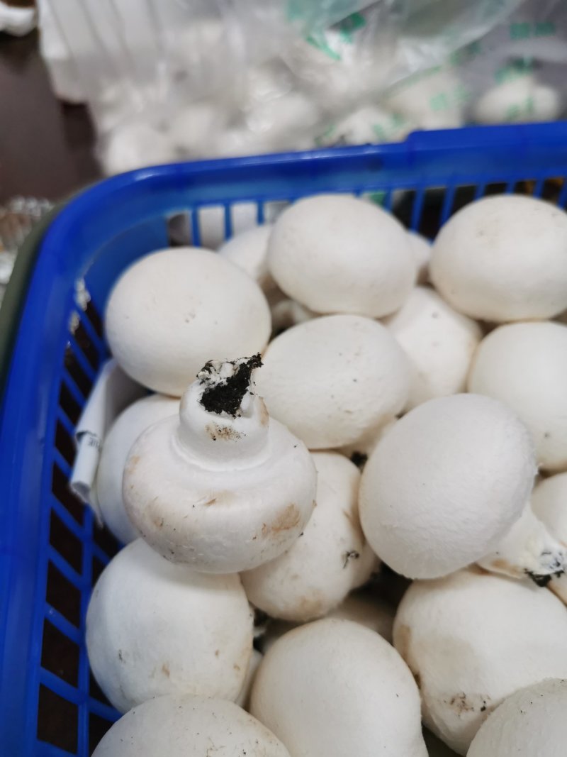 双孢菇蘑菇口蘑白蘑菇