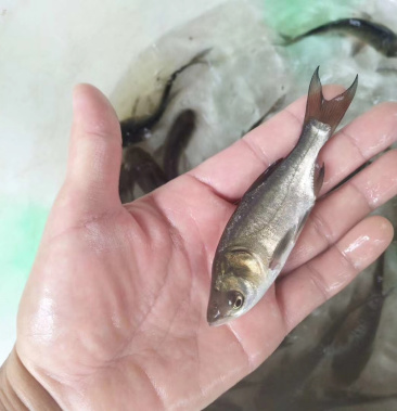 鲢鱼苗快大花白鲢鱼苗大头鱼苗场地直供买家保障