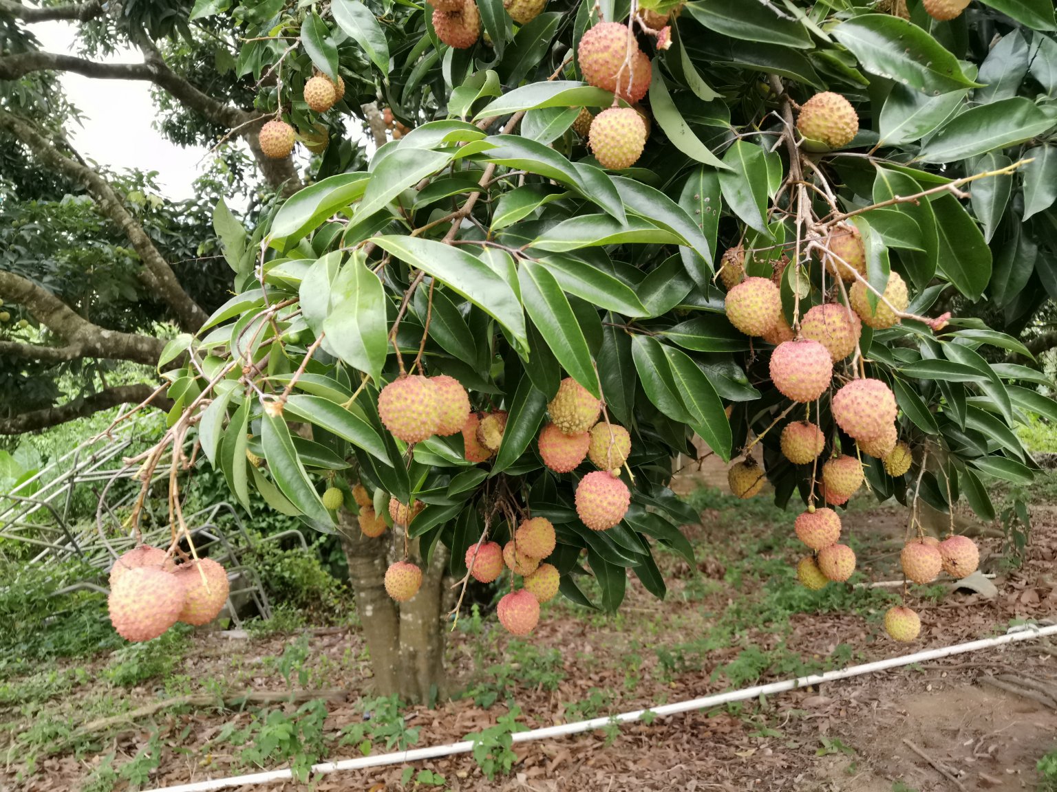 桂味荔枝成年树冠郁闭示意图