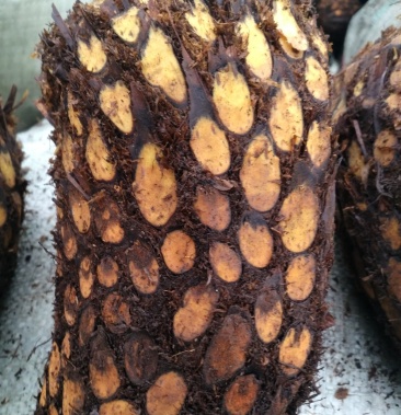 东北野生贯众野鸡膀子根