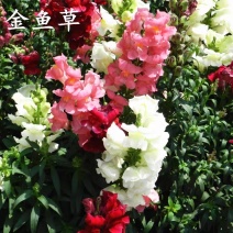 金鱼草种子阳台易种易活景观室外花种籽