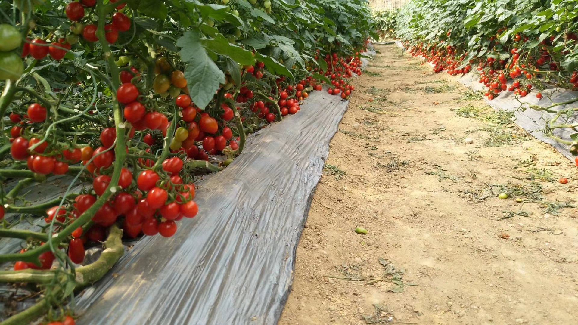 一名农户身穿工作服,在温室中弯腰采摘成熟的釜山88圣女果,手中握着一串红彤彤的果实,筐内已装满新鲜采摘的番茄,背景可见整齐排列的种植架和悬挂式照明设备 农户正在采摘釜山88圣女果