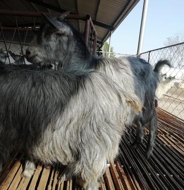[批发]供应鲁西南纯种青山羊种羊价格160000元/个 