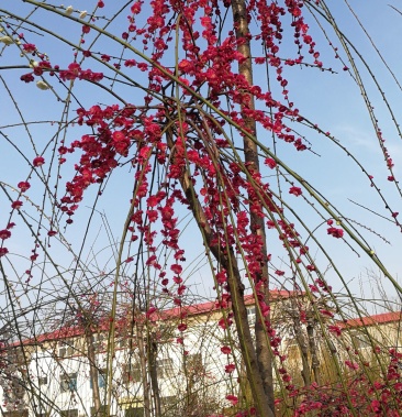 垂枝梅,别名垂枝骨里红梅.又称锦江垂枝梅,河南鄢陵货源