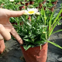 供应大花滨菊带花杯苗，苗子壮实，苗型好，基地直供