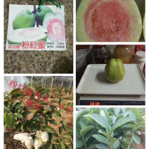 台湾四季粉红蜜芭乐苗红心番石榴苗南方果树苗嫁接苗