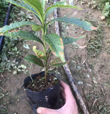 台湾黄晶果苗 黄金果树苗 南方果苗 盆栽带土带叶子发货