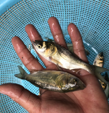 鲢鱼苗鲢鱼鱼苗花白鲢鱼苗规格齐全场地直供