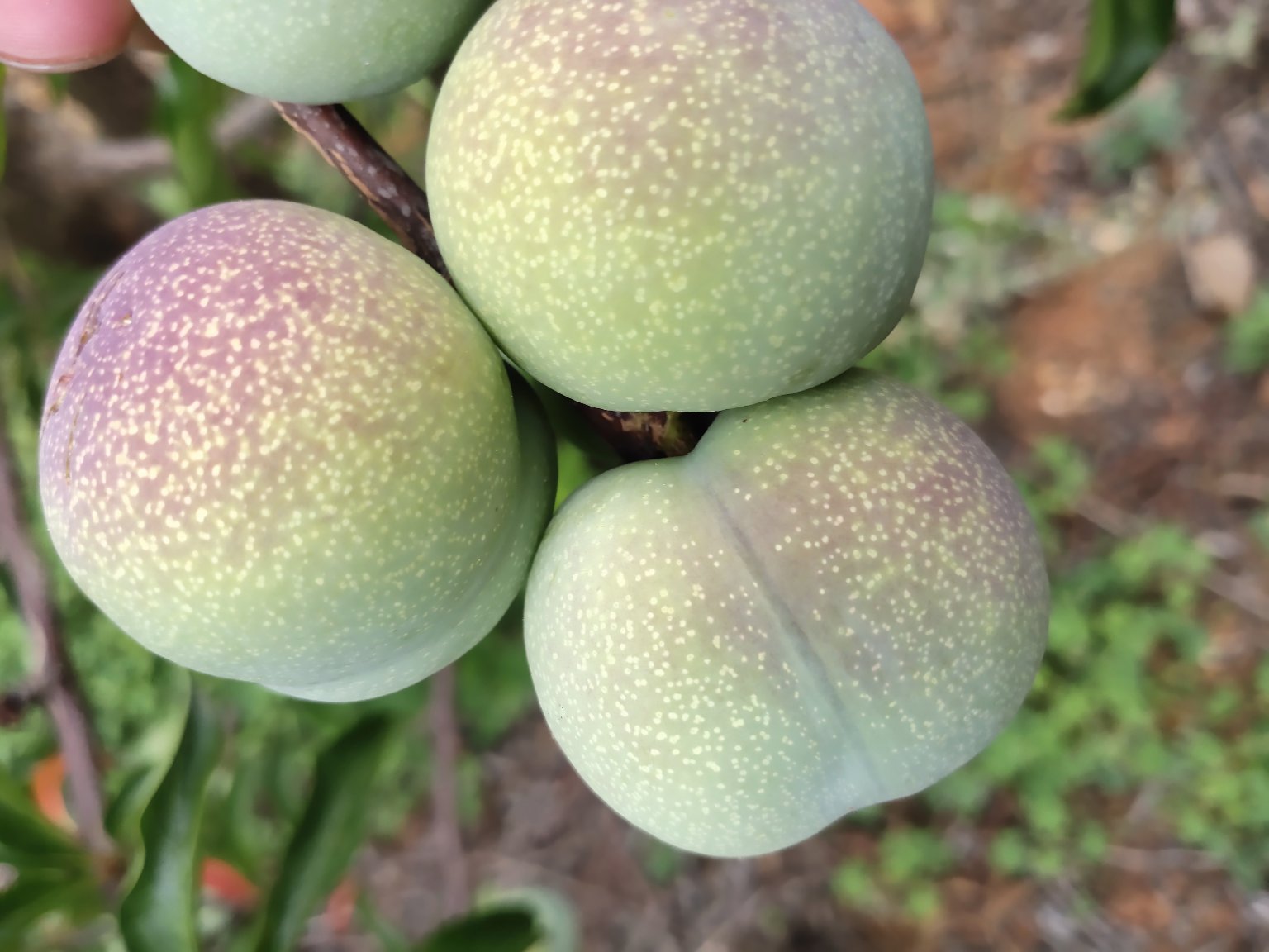 四川半边红李子切开剖面图