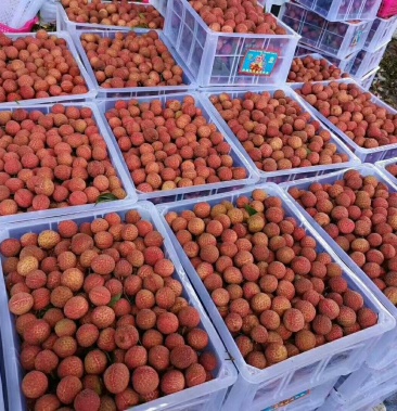 [荔枝批发]双肩玉荷包荔枝,大量上市价格2.00元/斤 - 一亩田