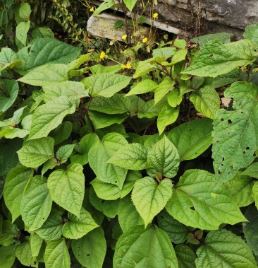 臭牡丹臭枫根新鲜货源