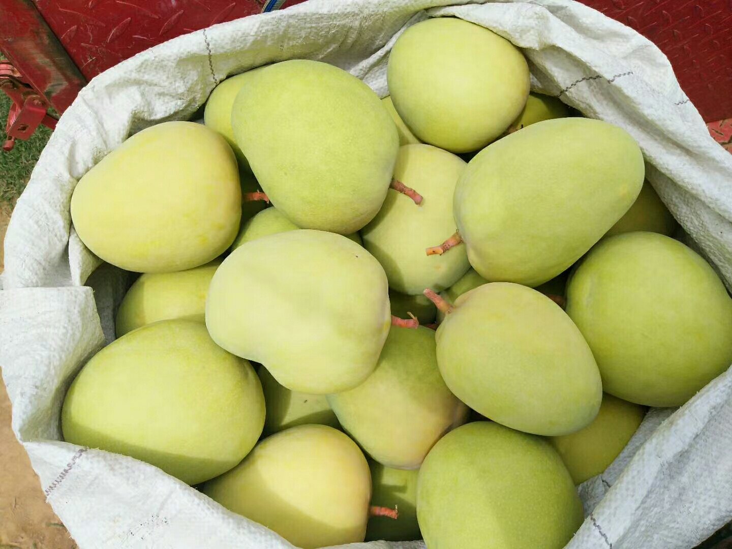 新鲜采摘的鹰嘴芒果,果皮青绿略带红晕,果实饱满,表皮光滑无损伤 鹰嘴芒果特写