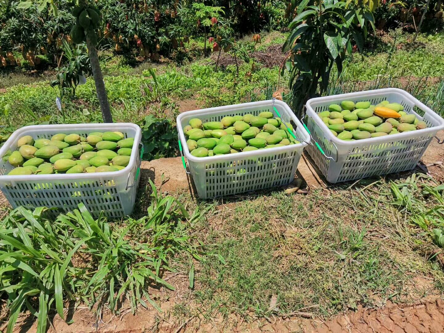 一片阳光明媚的鹰嘴芒种植园,果树茂盛,果实挂满枝头,农民正在采摘 鹰嘴芒果园实景图