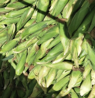 万糯白糯包谷七两起