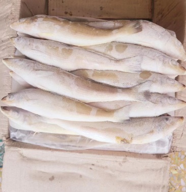 [批发]沙丁价格18.00元/斤 - 一亩田