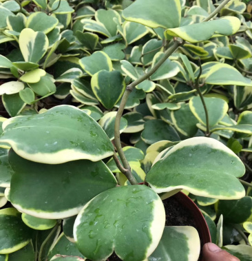 多肉植物一片心金边心叶球兰批发视屏看货质量保证