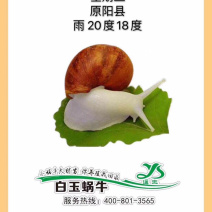 翘俊实业中华白玉蜗牛