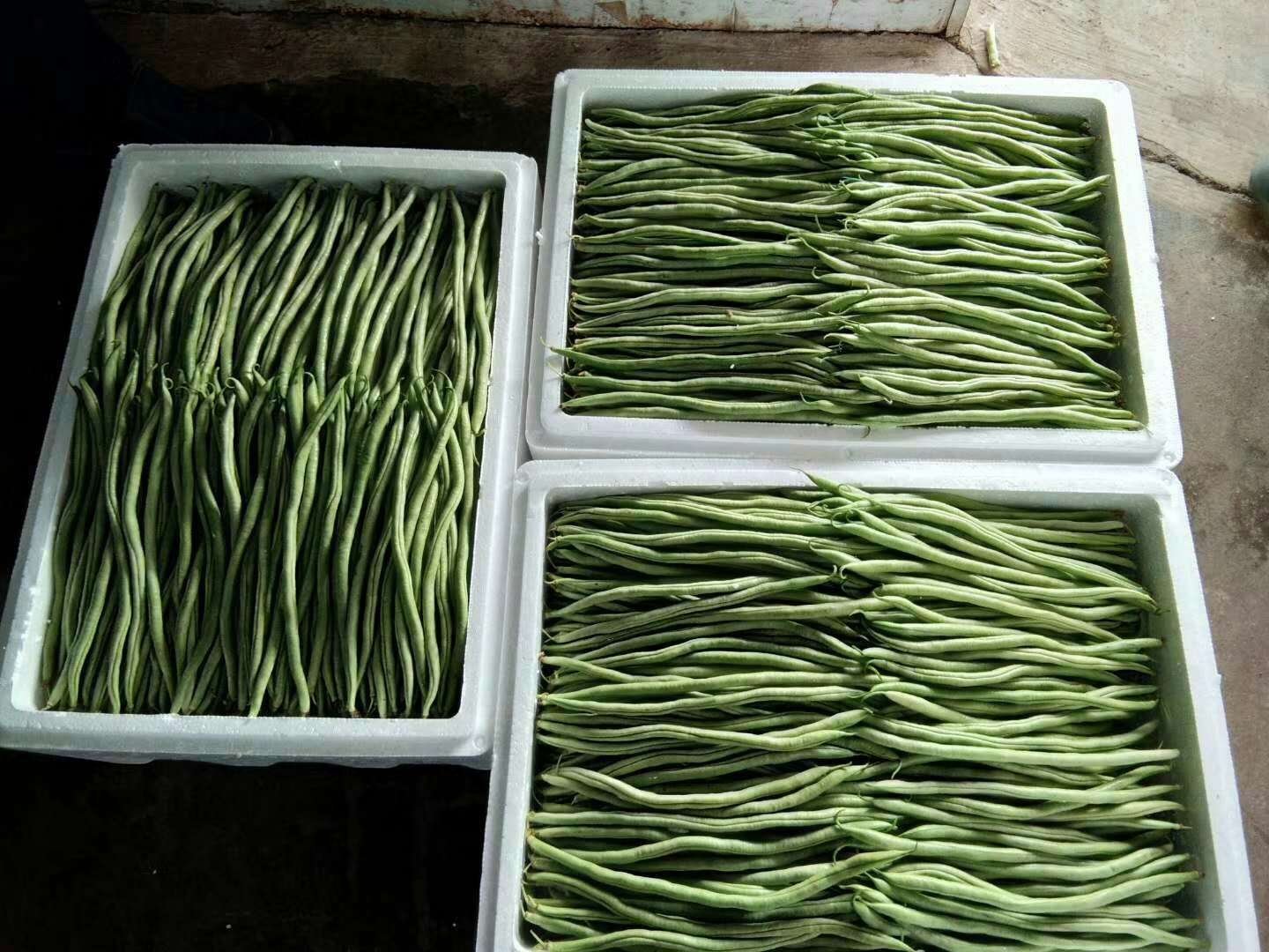 超市冷柜中无筋豆商品陈列特写