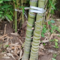 罗汉竹，各种规格，大量供货有需要的老板电话联系