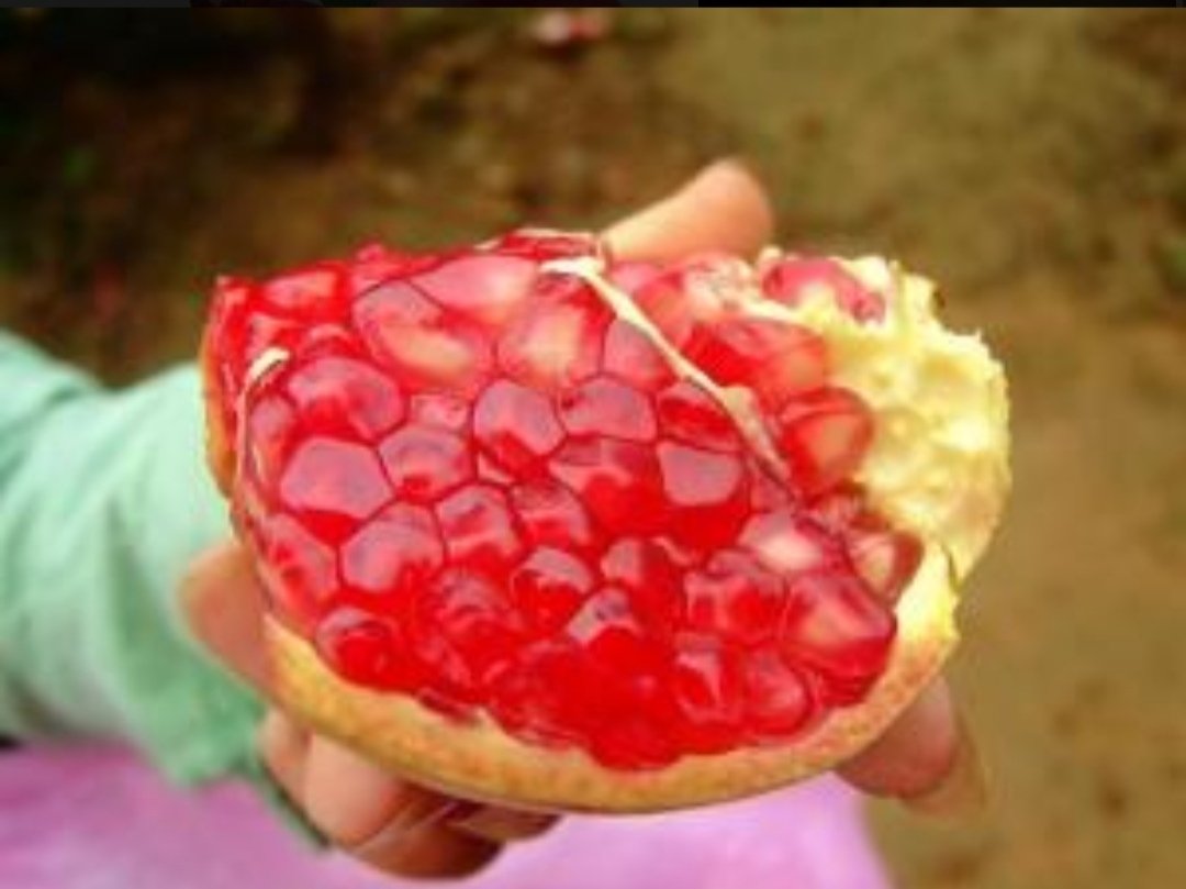 成熟会理石榴特写