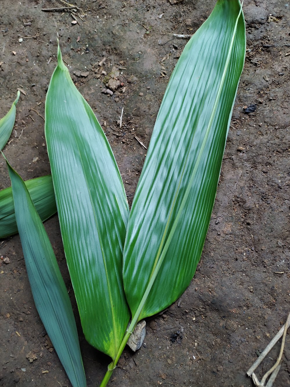 [阔叶箬竹批发]江西九江瑞昌市箬竹 1.80元/棵宽叶箬竹苗 箬 _ 一亩田
