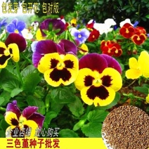 花种子四季种三色堇种子阳台盆栽花卉种子春秋播花卉花园草花