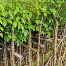 供应：4公分到10分公秋枫