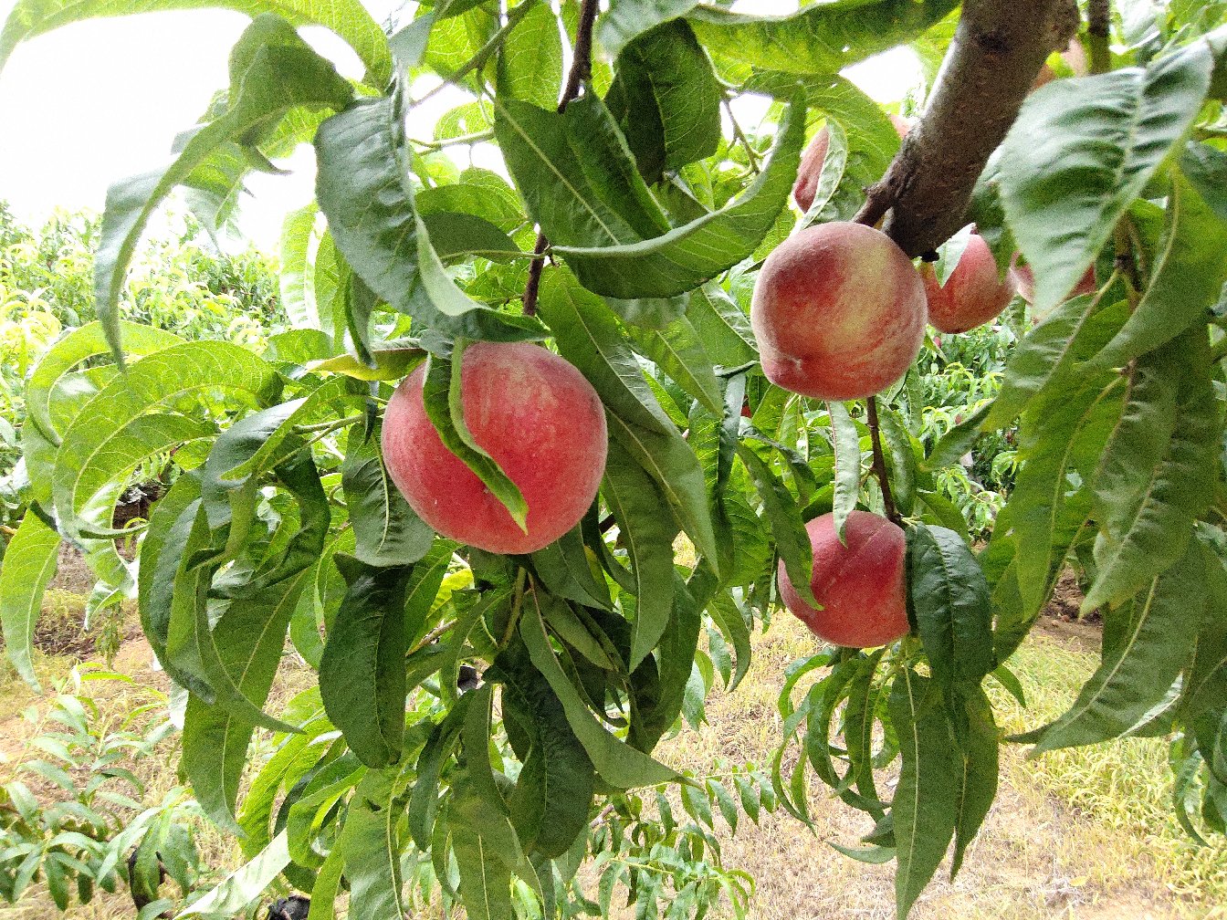 春雪桃果园实景图