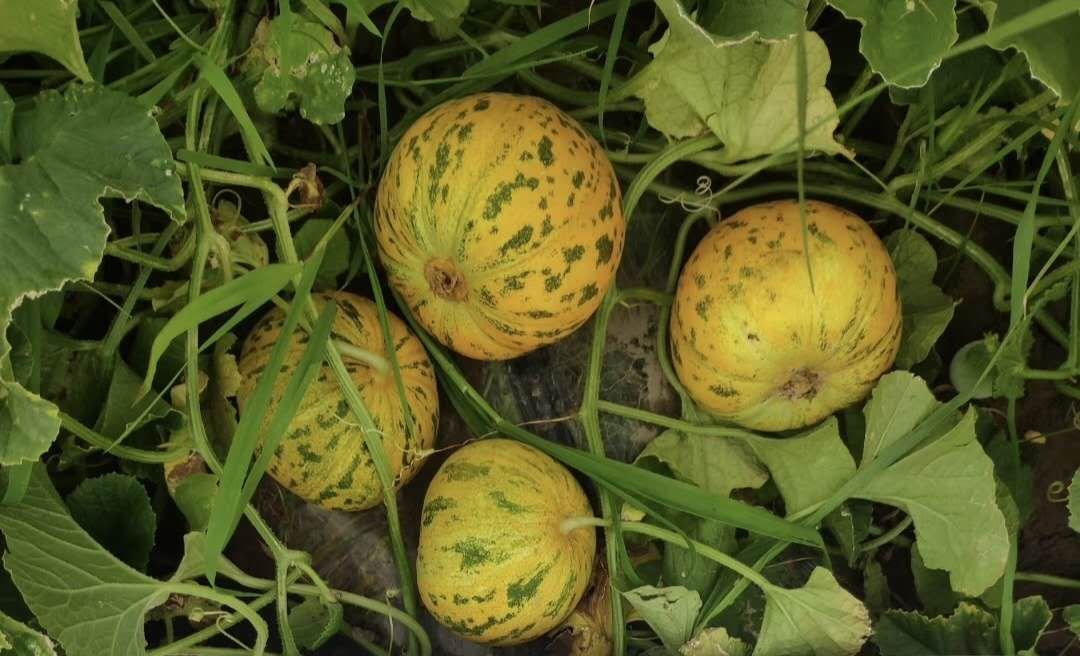 花蕾甜瓜产地清晨的瓜田风光