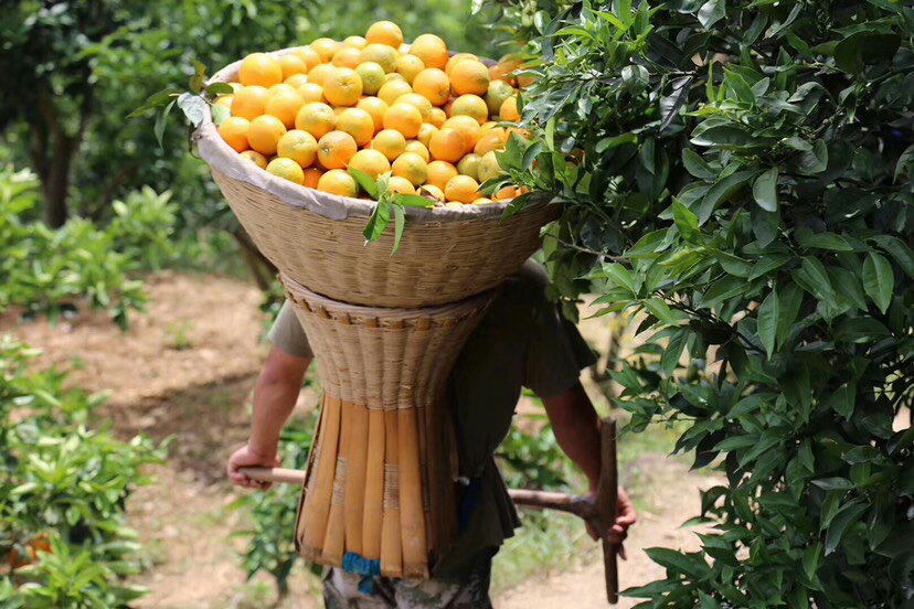 一位果农正在采摘成熟金黄的赣南脐橙，脸上洋溢着丰收喜悦