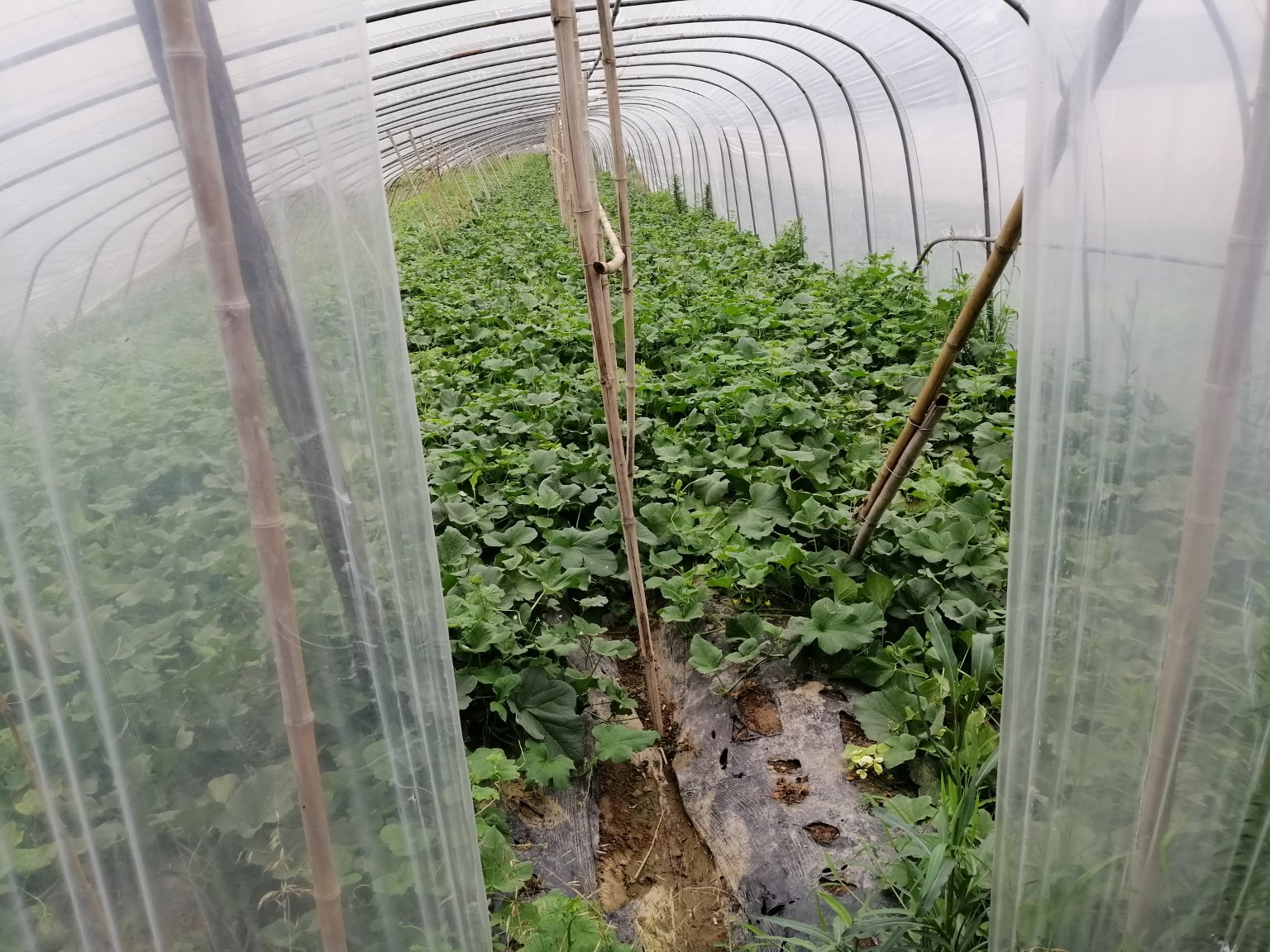 无人机航拍视角下的现代化绿宝甜瓜种植基地,整齐的大棚排列有序,工人在田间进行采摘作业,远处有冷链运输车待命,地面标识“绿色生态种植示范区”字样 绿宝甜瓜种植基地航拍