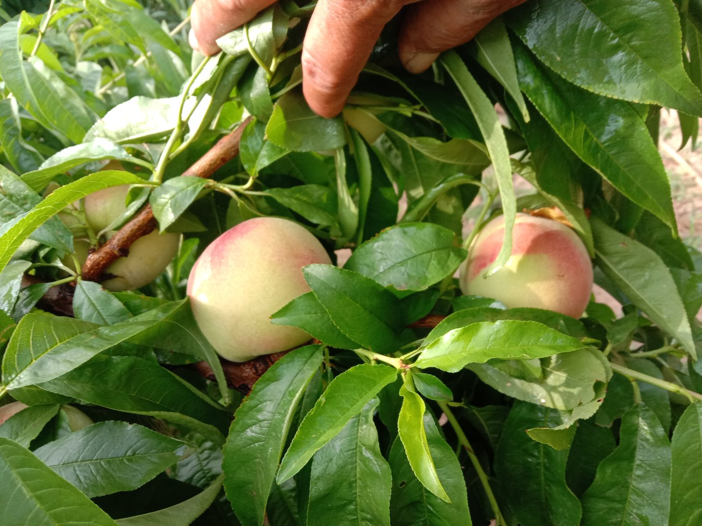 果实采收现场示意图