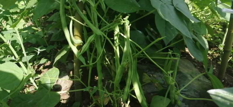 四季豆表面斑点特写