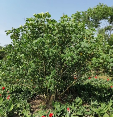 出售木芙蓉丛生木芙蓉成都市花木芙蓉木芙蓉最新价格