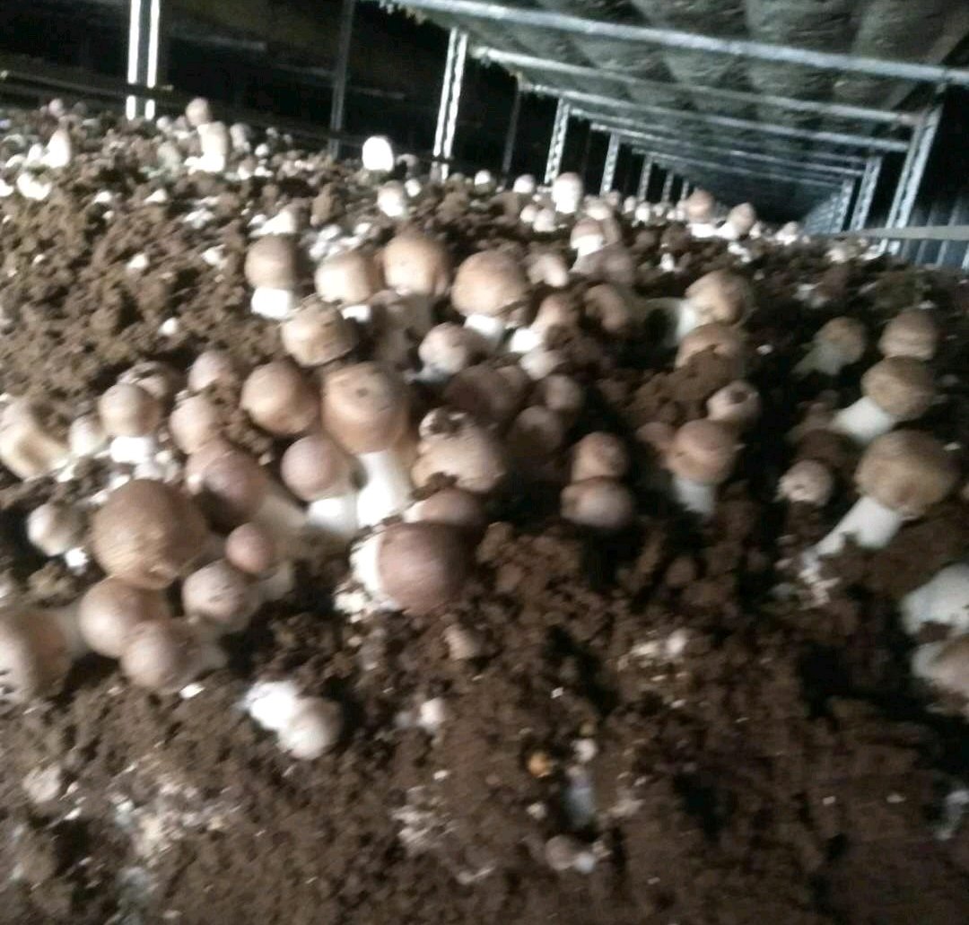 中国主要姬松茸种植基地