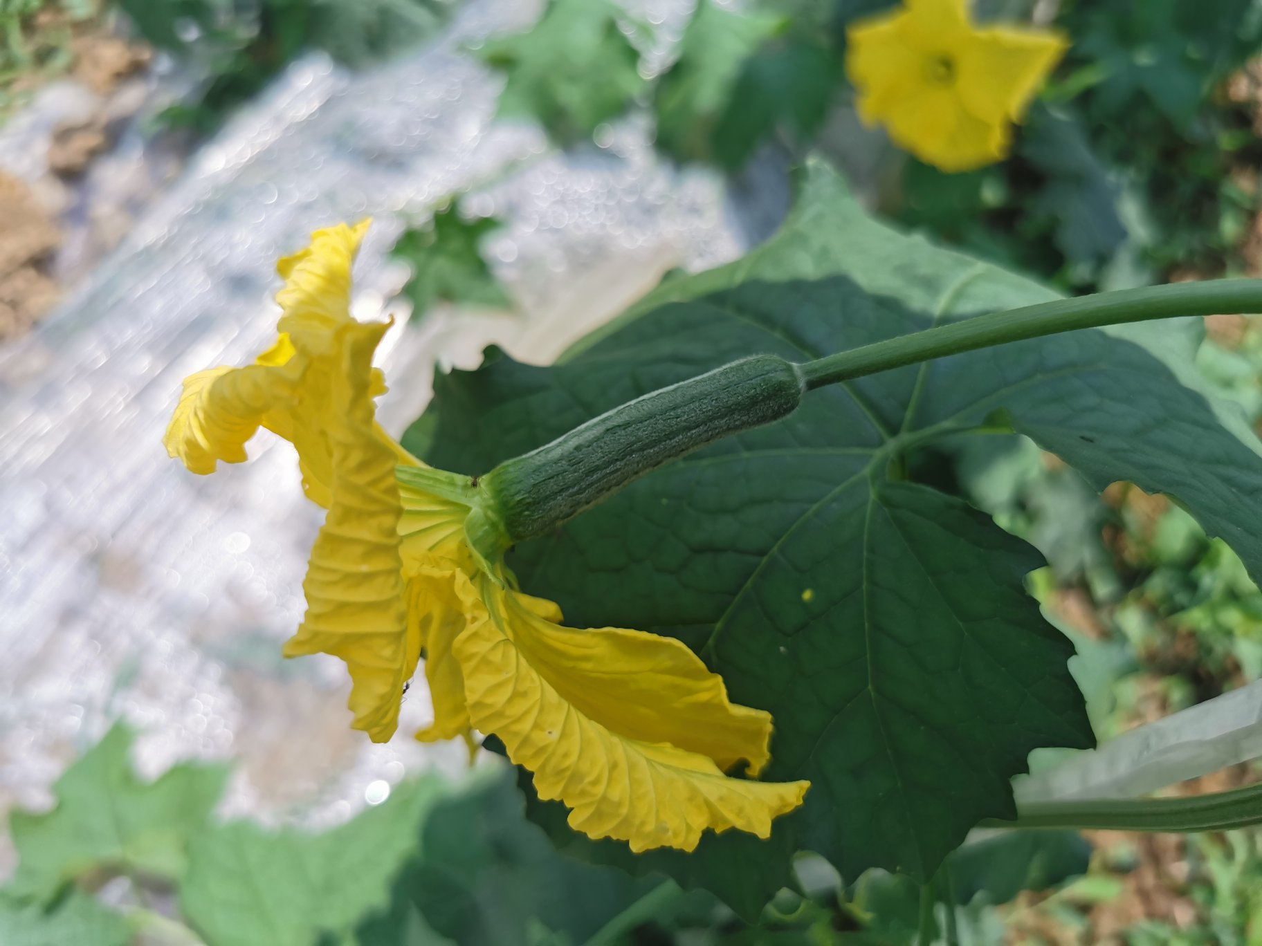新鲜采摘的丝瓜花,呈淡黄色,花型完整,背景为绿色藤蔓植物 丝瓜花新鲜采摘图
