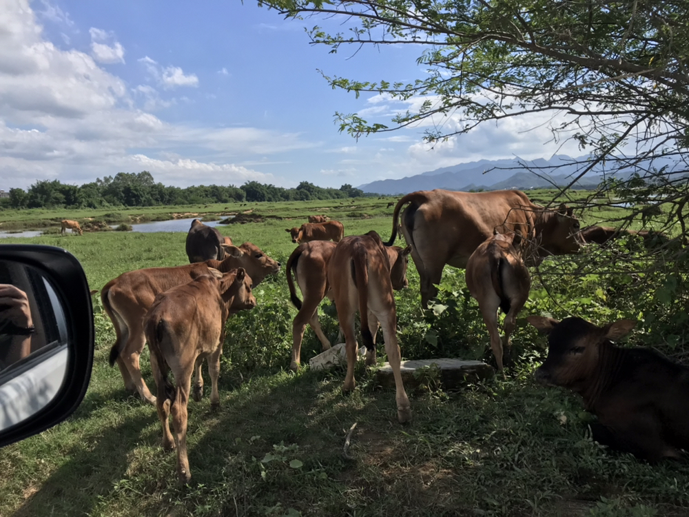 现代化TMR搅拌车正在牛舍通道中作业