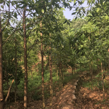 金丝楠木，小叶桢楠2到3公分