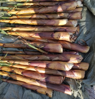 四川筠连县塘坝乡仙雾山甜苦笋 物美价廉 欢迎选购